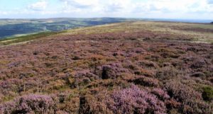 Heather On Ilkley Moor | Friends of Ilkley Moor