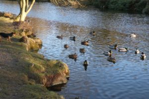 Ducks on the Tarn