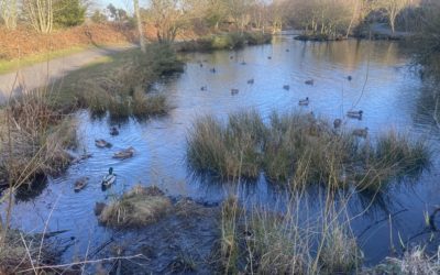 Bringing Biodiversity Back to the Tarn