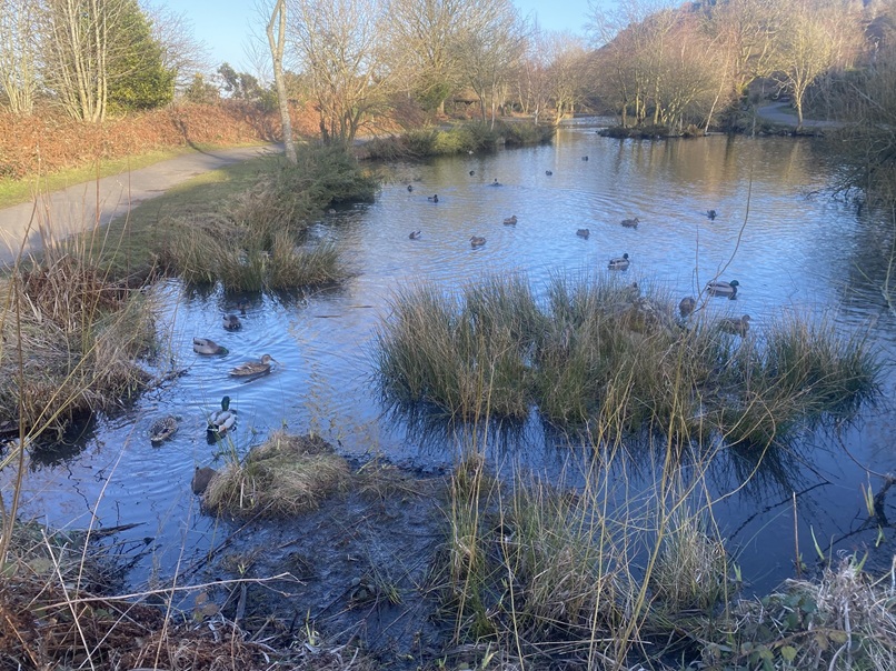 Ducks on the Tarn